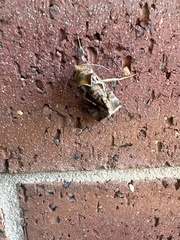 Chrysodeixis eriosoma