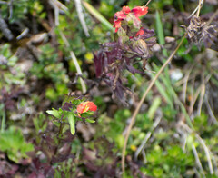 Castilleja fissifolia
