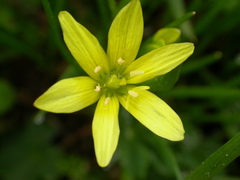 Gagea fragifera