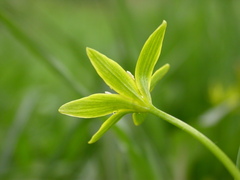 Gagea fragifera
