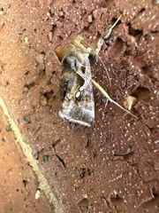 Chrysodeixis eriosoma