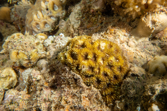 Acanthastrea