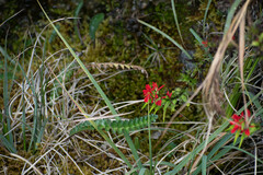 Castilleja fissifolia