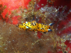 Polycera abei