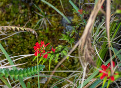 Castilleja fissifolia
