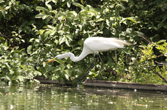 Ardea alba
