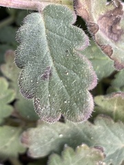 Phacelia