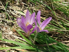 Colchicum autumnale