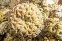 Goniastrea thecata