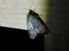 Athetis furvula