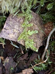 Callicladium imponens