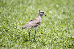 Vanellus chilensis