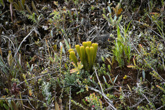 Phlegmariurus hystrix