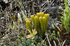 Phlegmariurus hystrix