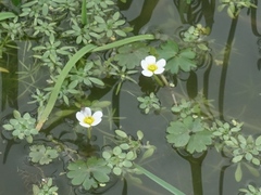 Ranunculus aquatilis