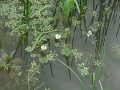 Ranunculus aquatilis