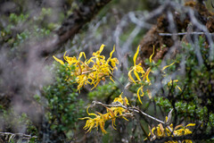 Cyrtochilum pardinum