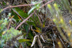 Cyrtochilum pardinum