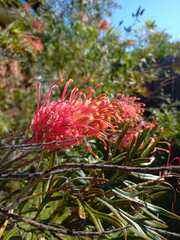 Grevillea