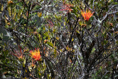 Tristerix longibracteatus