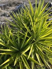 Yucca gigantea
