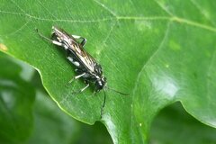 Macrophya alboannulata