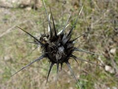 Centaurea calcitrapa