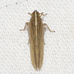 Stenocranus