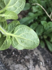 Sairocarpus nuttallianus