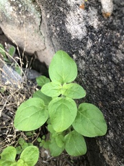 Sairocarpus nuttallianus