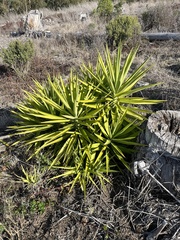 Yucca gigantea