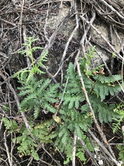 Pentagramma triangularis