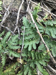 Pentagramma triangularis