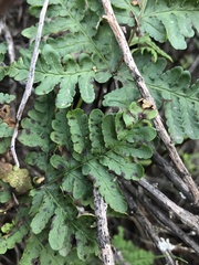 Pentagramma triangularis