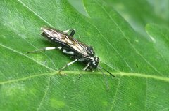 Macrophya alboannulata