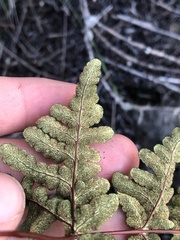 Pentagramma triangularis