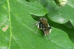 Macrophya alboannulata
