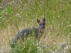 Lycalopex griseus