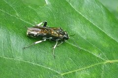 Macrophya alboannulata