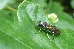 Macrophya alboannulata