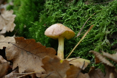 Aureoboletus gentilis
