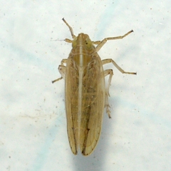 Stenocranus