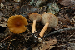Lactarius aurantiacus