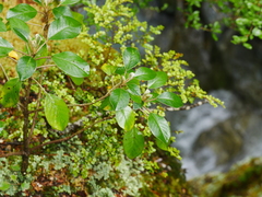 Brachyglottis buchananii