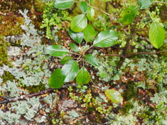 Brachyglottis buchananii