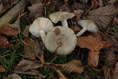 Lactarius circellatus
