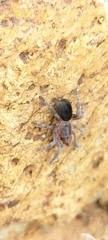 Theraphosidae