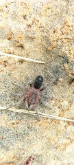 Theraphosidae