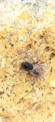 Theraphosidae