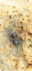 Theraphosidae